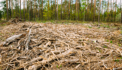 Tackling Urban Heat: A Startup from One of the Hottest Cities Aims to Help - ctrlf5